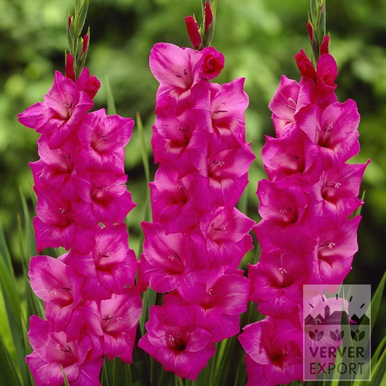 Gladiolus 'Fidelio' (23003)
