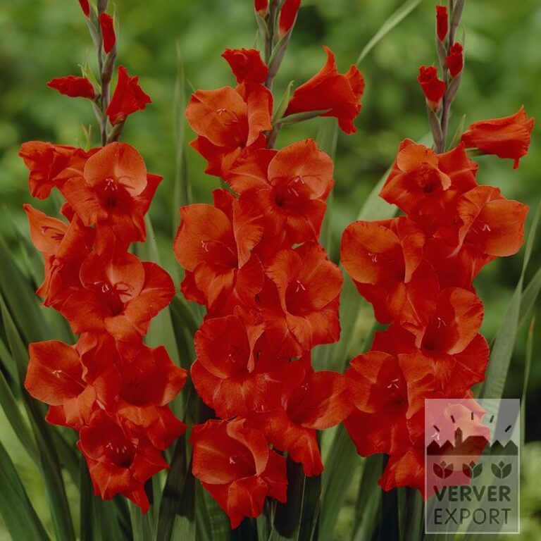 Gladiolus 'Hunting Song' (23005)