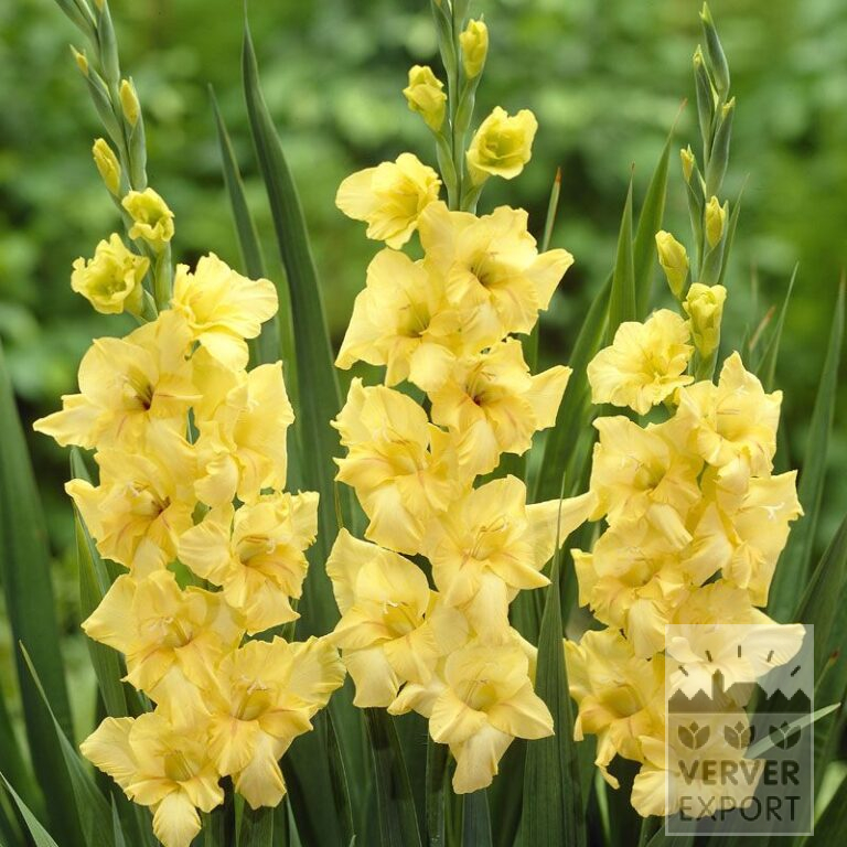 Gladiolus 'Nova Lux' (23008)