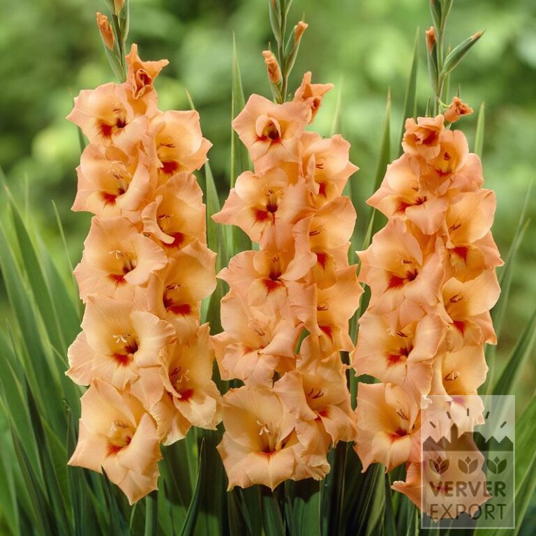 Gladiolus 'Peter Pears' (23010)