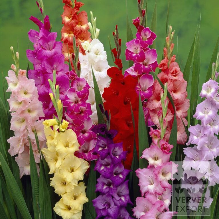 Gladiolus Mischung (23016)