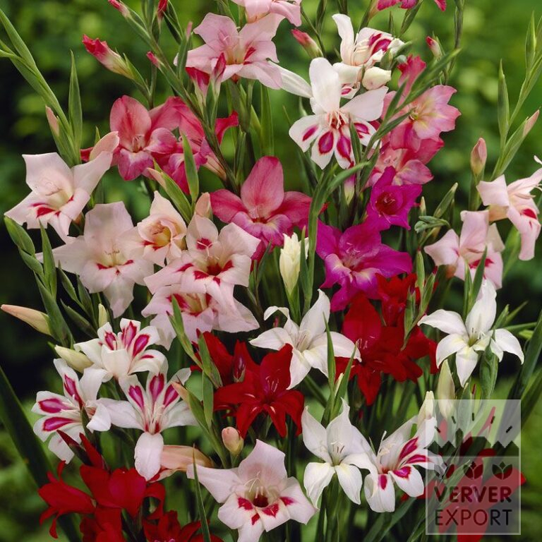 Gladiolus nanus Mischung (23017)