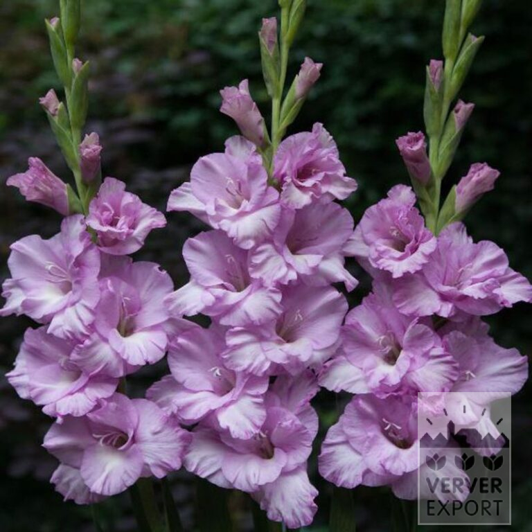Gladiolus 'Alpha' (23035)