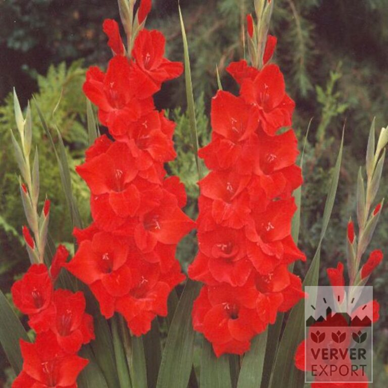 Gladiolus 'Vuelta' (23039)