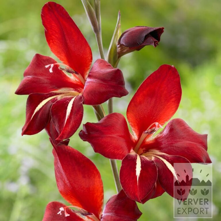 Gladiolus colvillii 'Addi' (23040)