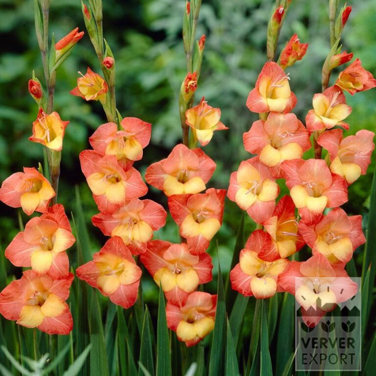 Gladiolus primulinus 'Las Vegas' (23042)