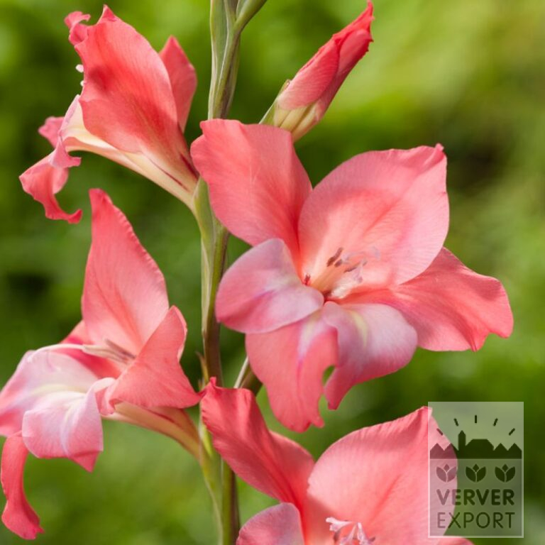 Gladiolus tubergenii 'Charming Beauty' (23044)