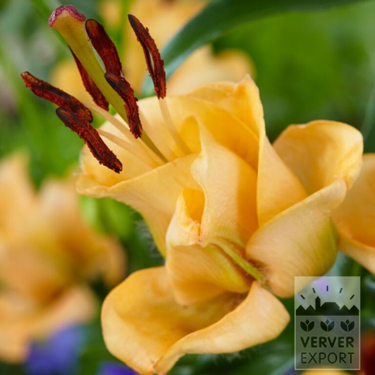 Lilium 'Apricot Fudge' (24087)