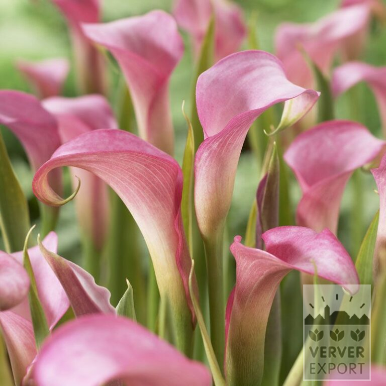 Zantedeschien Supri-Rosa (26005)
