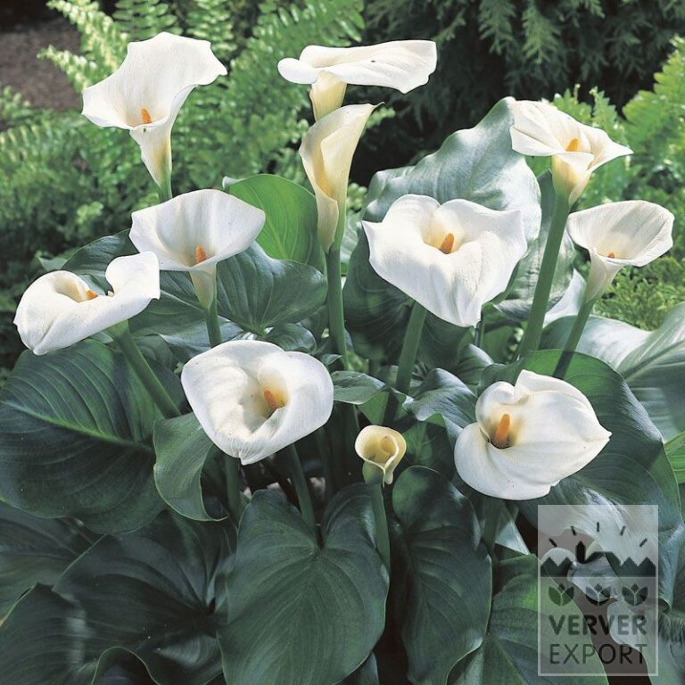 Zantedeschien aethiopica (26012)