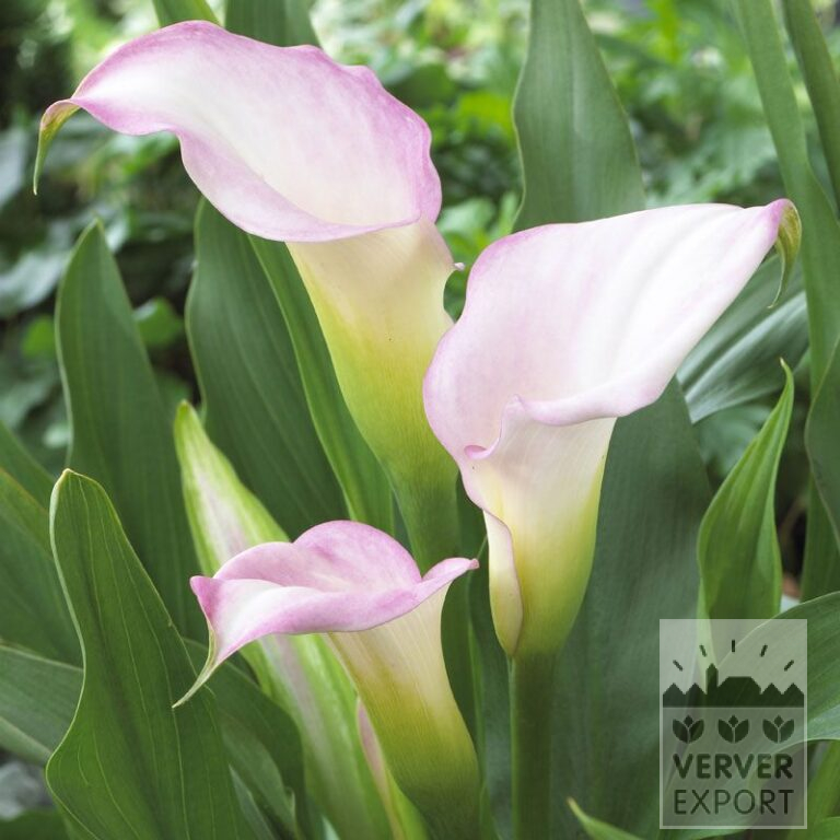 Zantedeschien Supri-Bi-Color Rosa und Weiß (26013)