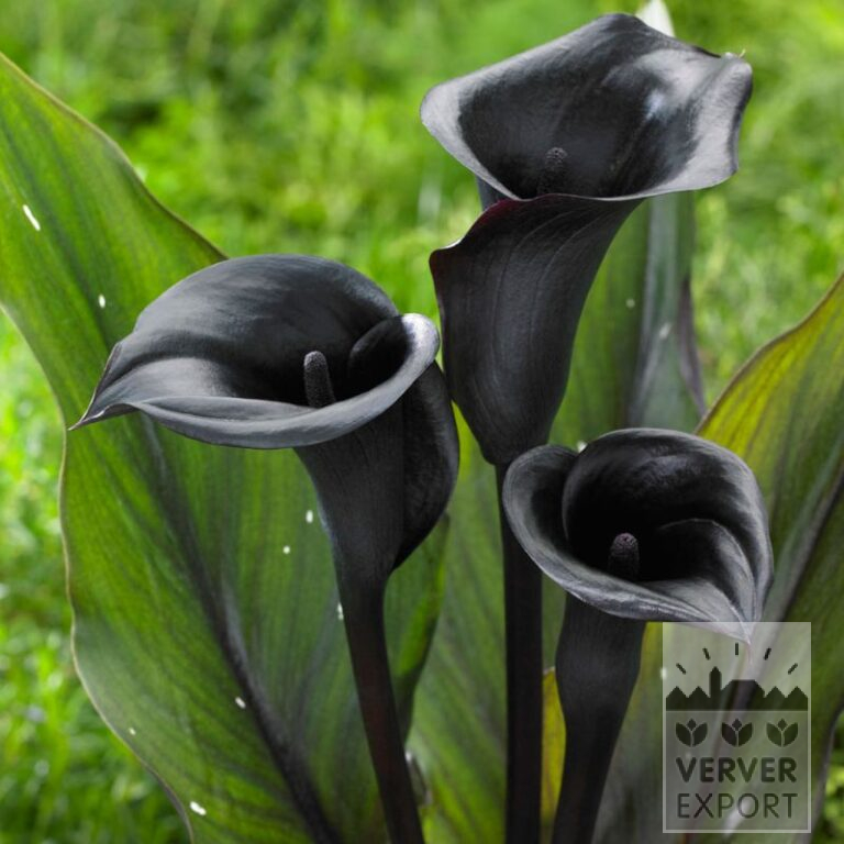 Zantedeschien Supri-All Black (26014)