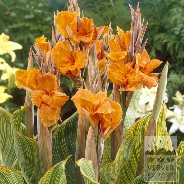 Canna 'Pretoria' (27033)