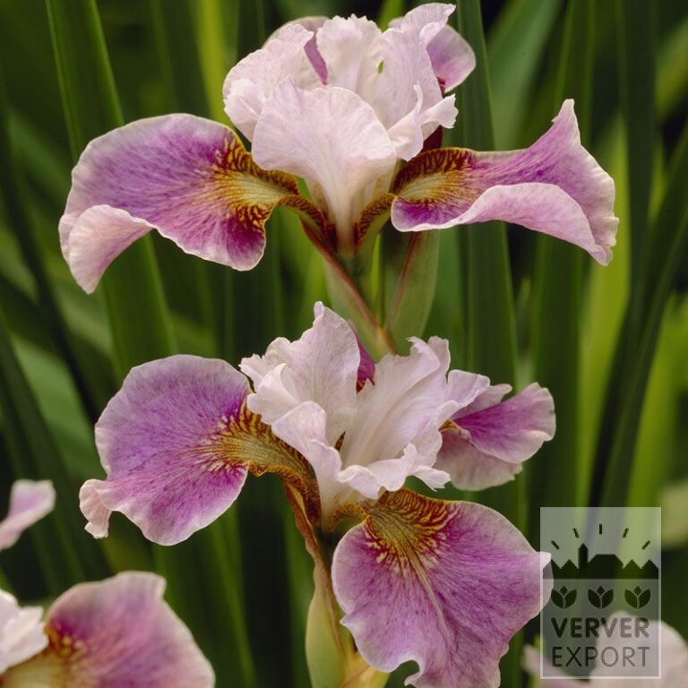 Iris sibirica 'Dance Ballerina Dance' (28009)