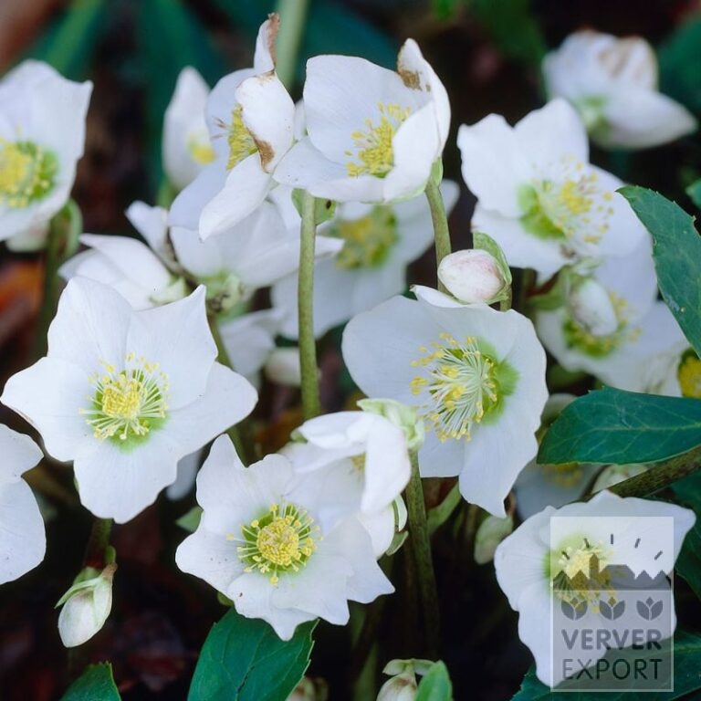 Helleborus niger (28023)