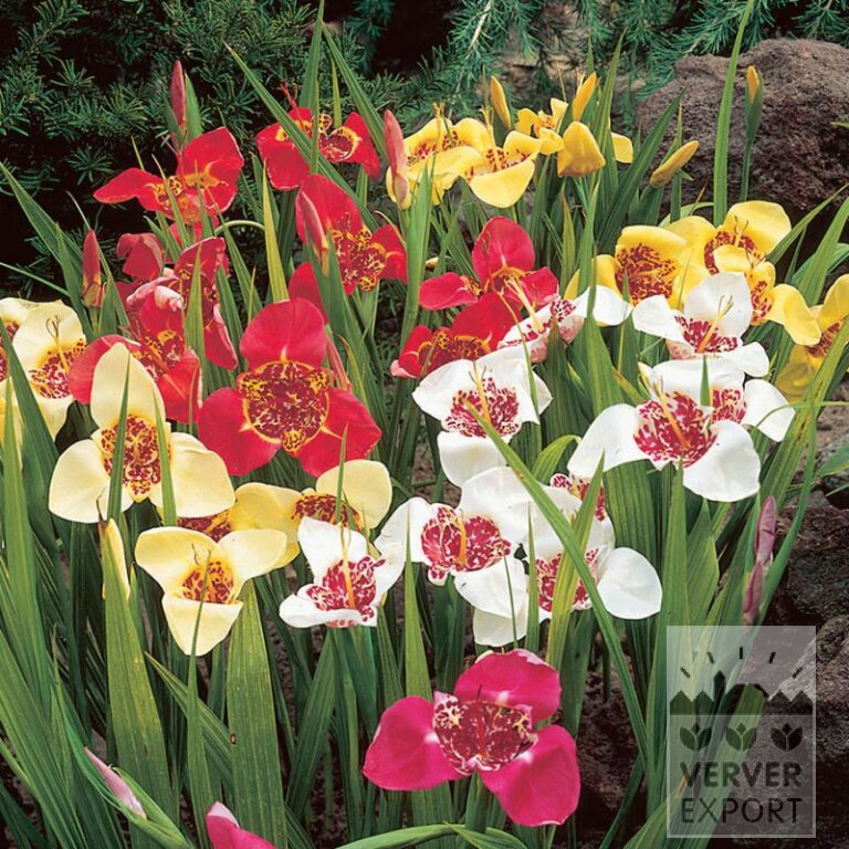 Tigridia pavonia Mischung (28034)