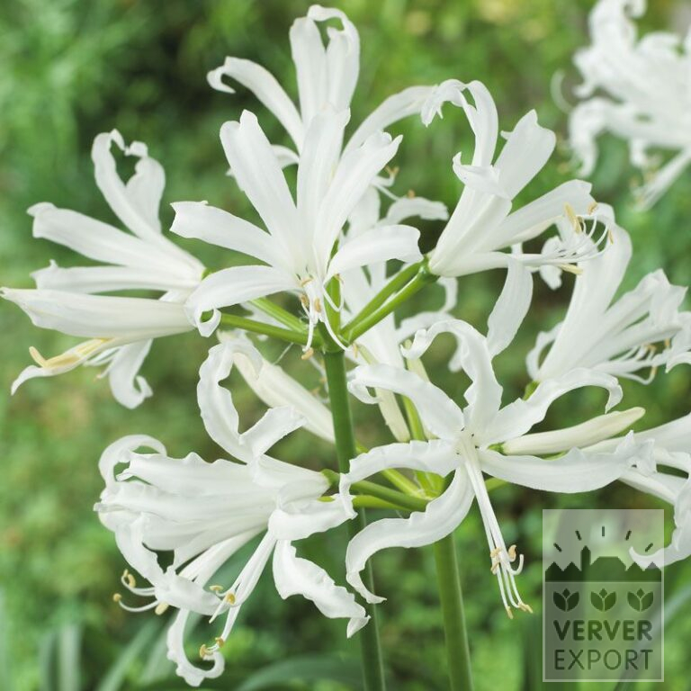 Nerine bowdenii Weiß (29028)