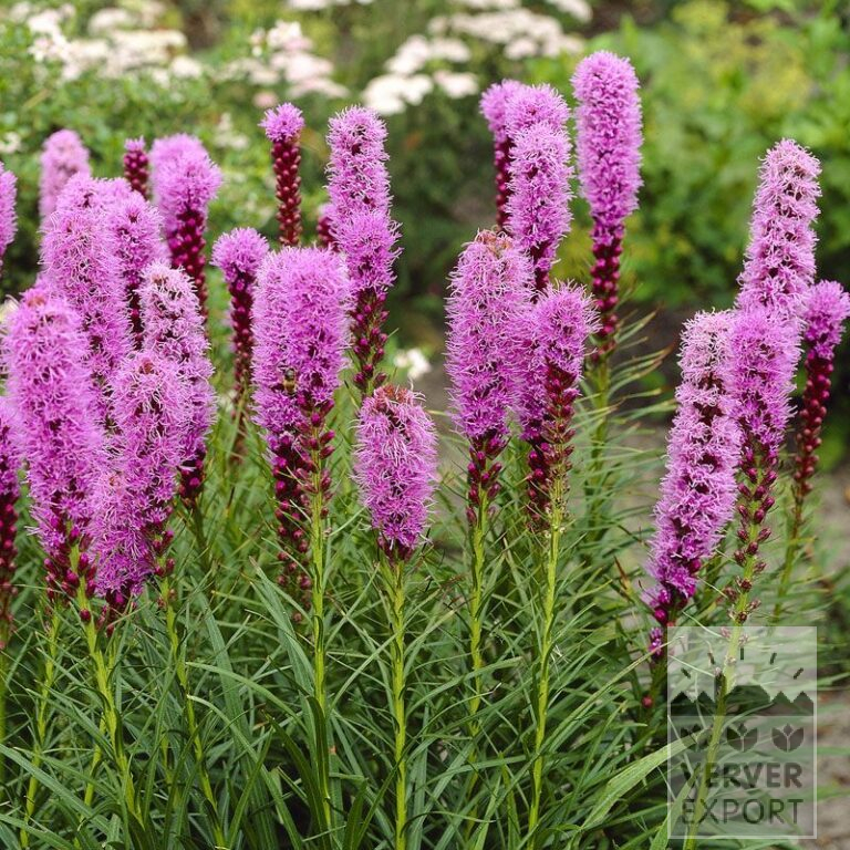 Liatris spicata Rosa (29029)