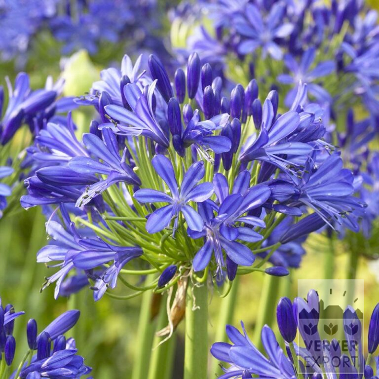Agapanthus blaue Schmucklilie - riesige Knolle (29040)