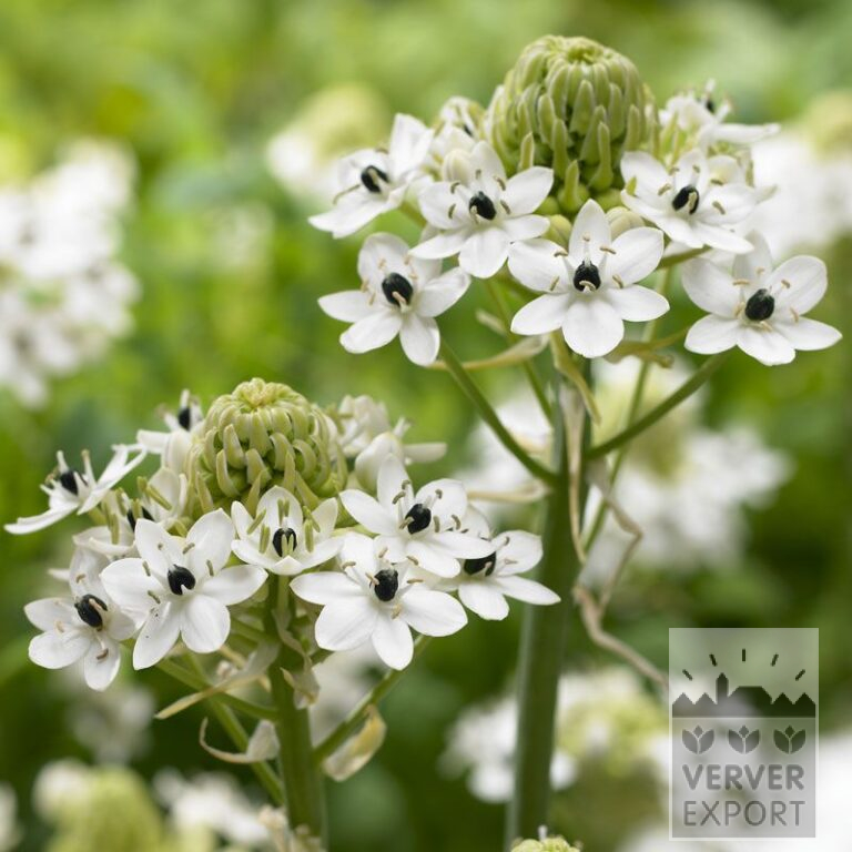Ornithogalum saundersiae (29046)