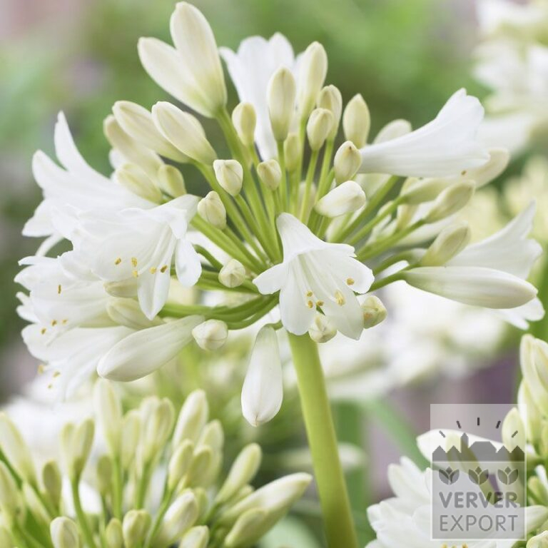 Agapanthus Weiße Schmucklilie (29047)