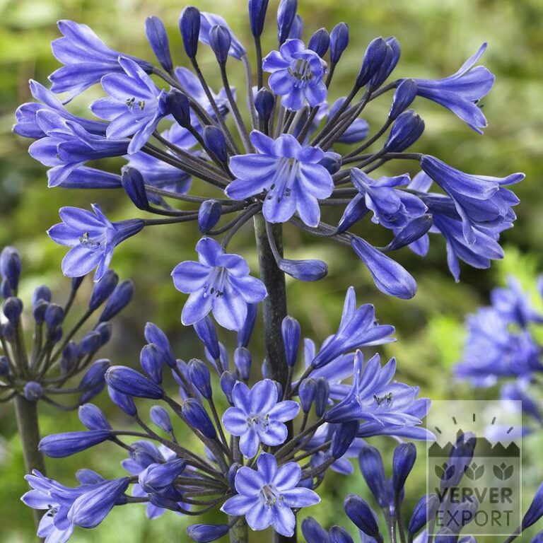 Agapanthus Dunkelblaue Schmucklilie - riesige Knolle (29053)