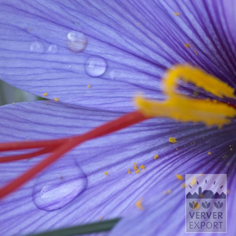 Krokusse sativus (29067)