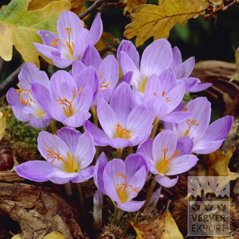 Krokusse speciosus 'Cassiope' (29087)