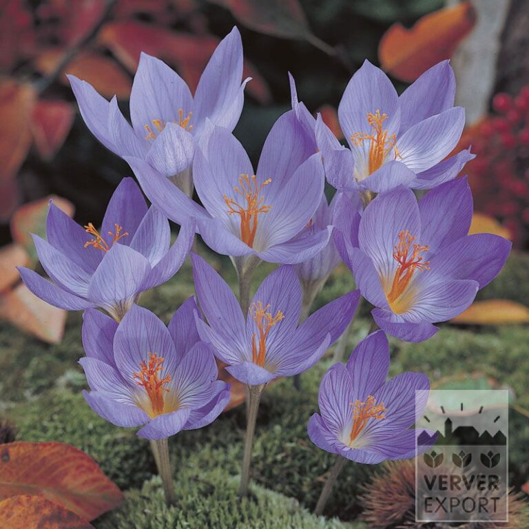 Krokusse speciosus 'Conqueror' (29088)