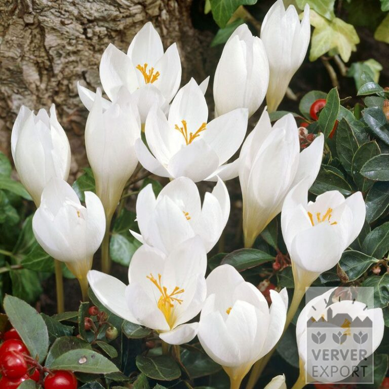 Krokusse speciosus 'Albus' (29089)