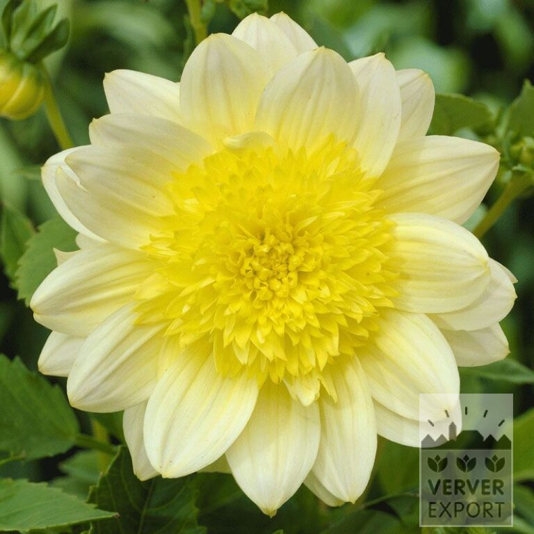 Dahlien Vorgetrieben 'Paso Doble' (29108)