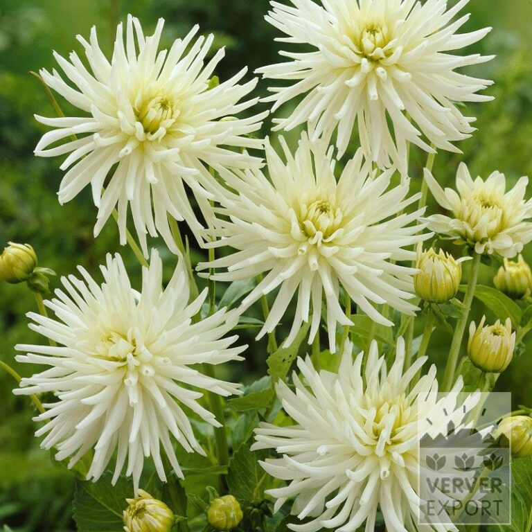 Dahlien Vorgetrieben 'Playa Blanca' (29112)