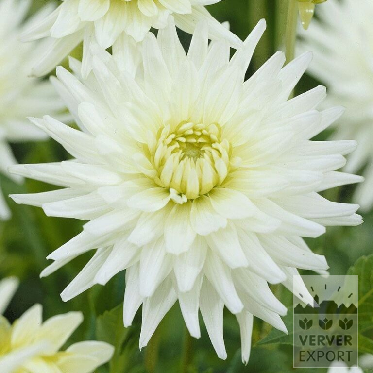 Dahlien Vorgetrieben 'My Love' (29123)