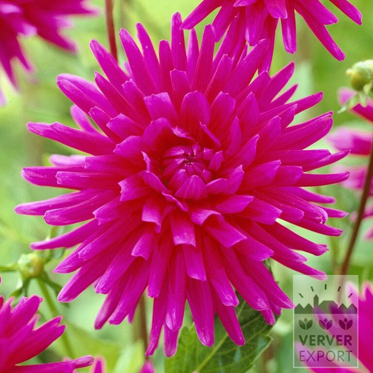 Dahlien Vorgetrieben 'Purple Gem' (29127)