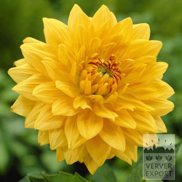 Dahlien Vorgetrieben 'Glorie van Noordwijk' (29136)