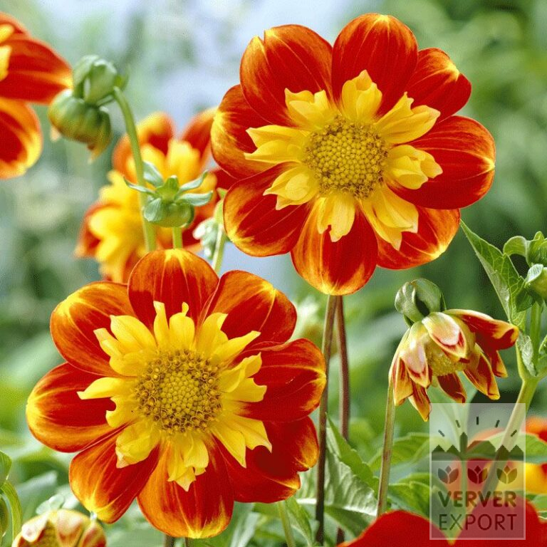 Dahlien Vorgetrieben 'Pooh' (29145)
