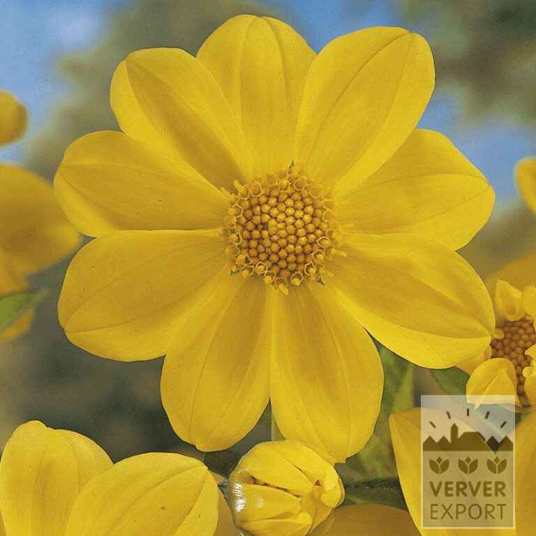 Dahlien Vorgetrieben 'Yellow Sneezy' (29150)
