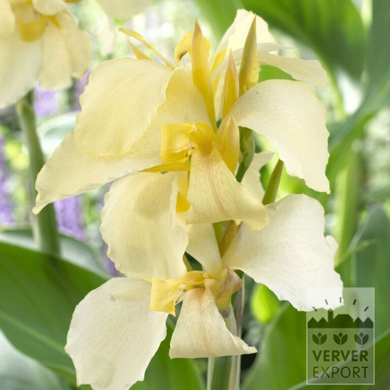 Canna Vorgetrieben 'Gran Canaria' (29193)