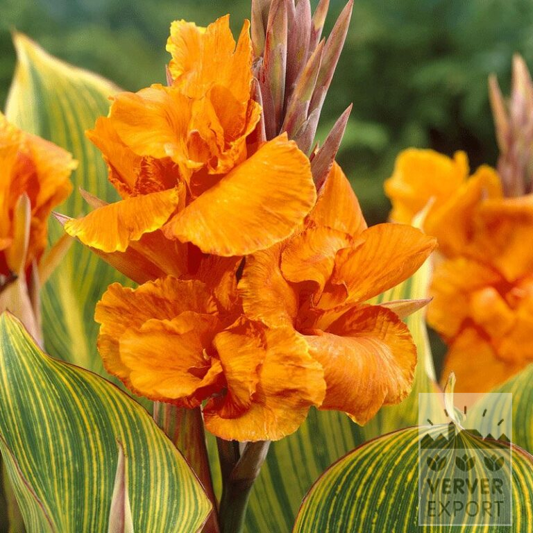 Canna Vorgetrieben 'Bengal Tiger' (29220)