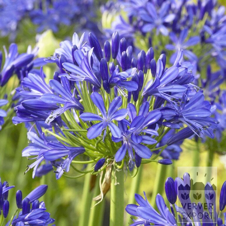 Agapanthus Vorgetrieben Blau (29227)