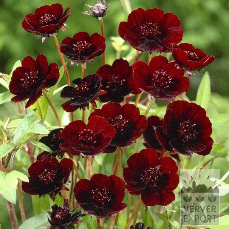 Cosmos Vorgetrieben atrosanguineus (29228)
