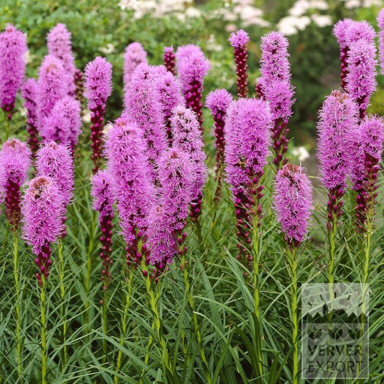 Liatris Vorgetrieben spicata Rosa (29231)
