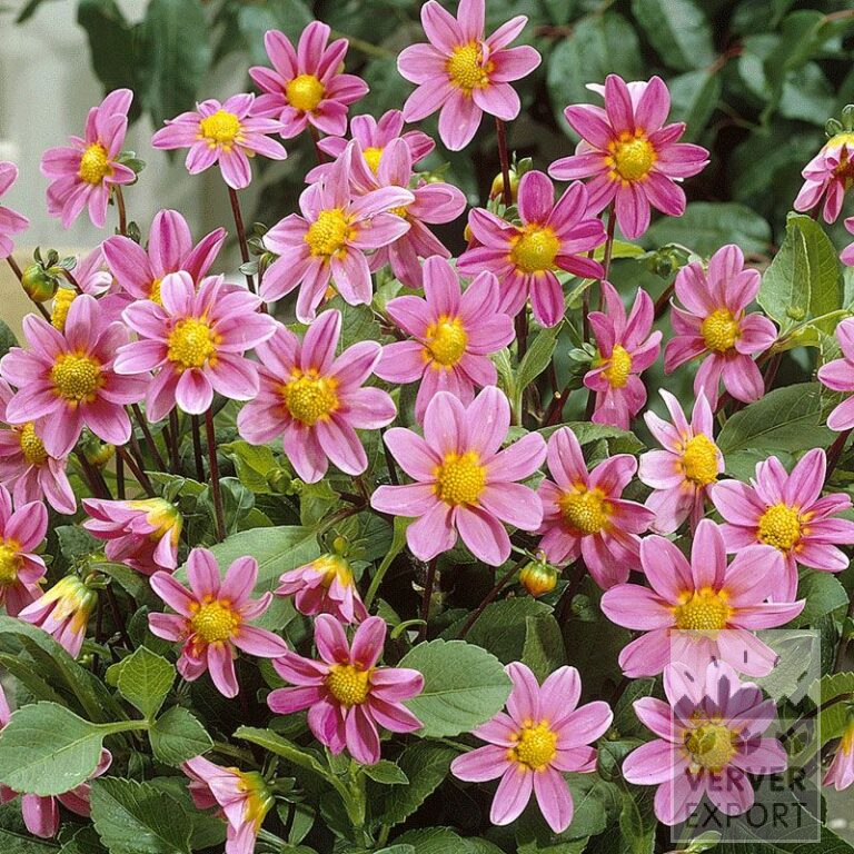 Dahlien Vorgetrieben 'Bonne Esperance' (29237)