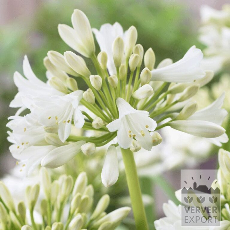 Agapanthus Vorgetrieben WeiB (29242)