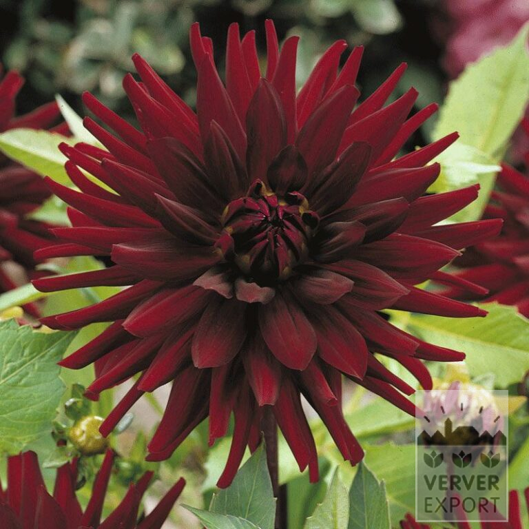 Dahlien Vorgetrieben 'Chat Noir' (29243)