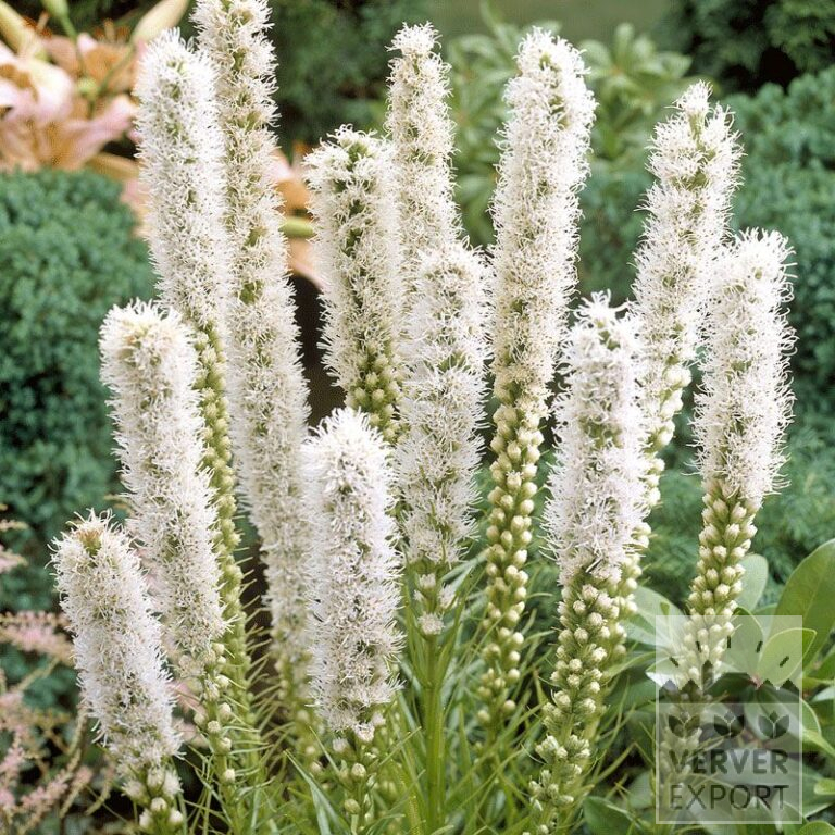 Liatris Vorgetrieben spicata 'Floristan Alba' (29260)