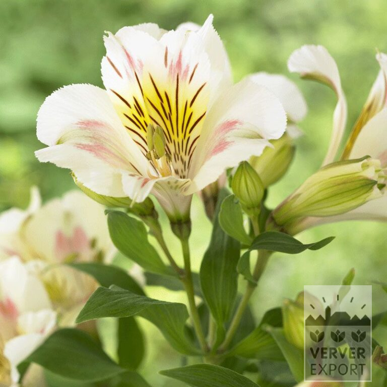 Alstroemeria Vorgetrieben Weiß (29261)