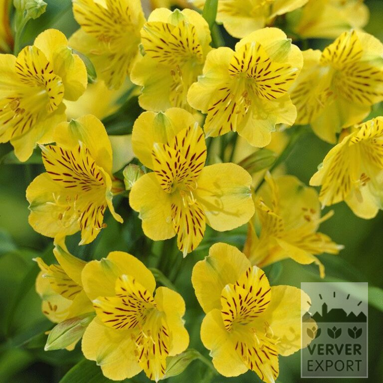 Alstroemeria Vorgetrieben Gelb (29262)