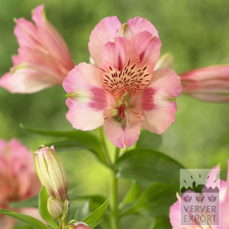 Alstroemeria Vorgetrieben Rosa (29263)