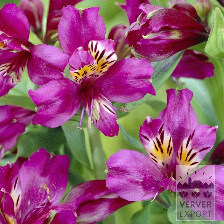 Alstroemeria Vorgetrieben Violett (29264)